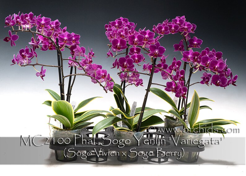 Rare Variegated Phalaenopsis Sogo Yenlin ' Variegata ' . Mature Plant Only . image 5