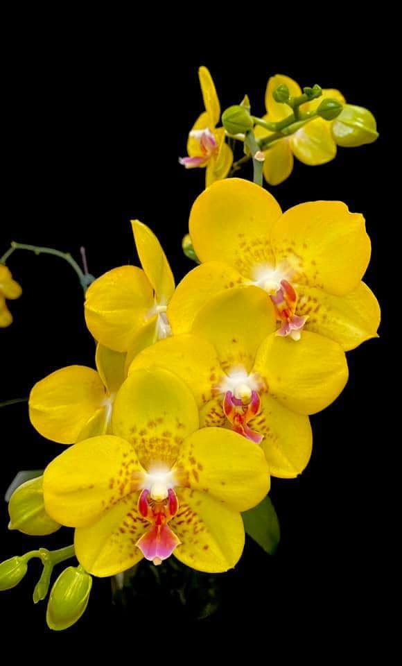 ［洋蘭原種］Phal. celebensis yellow 洋蘭原種］Phal. celebensis yellow 洋蘭原種］Phal. celebensis