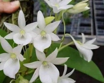 Vibrant Spathoglottis plicata - Ground Orchid | Yellow Flowers | Easy Care Orchid for Home and Garden
