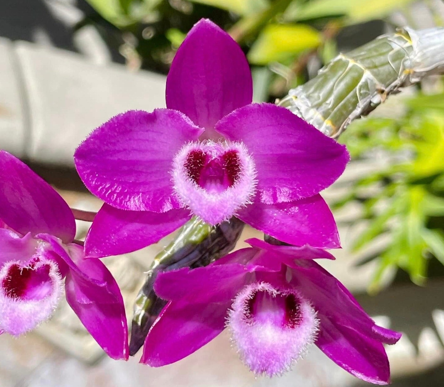 Fragrant, Rare. Mini Growing Dendrobium Parishii Var Rubra