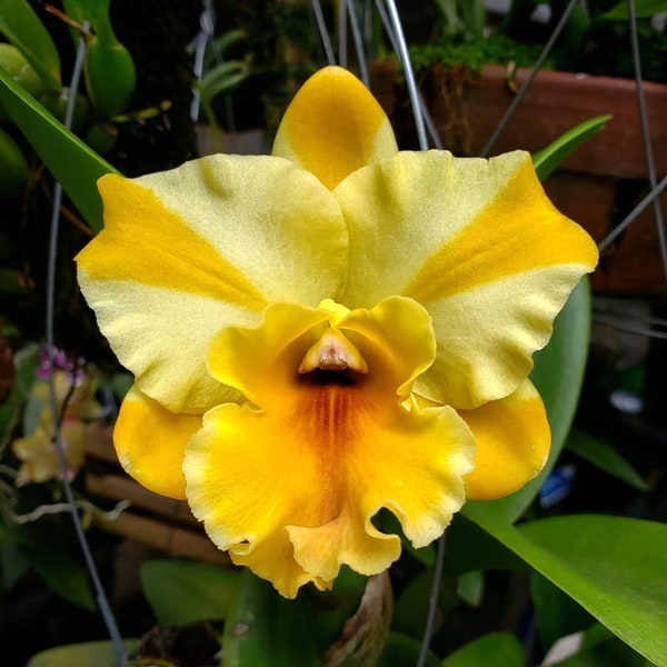 Rth. Nell Hammer 'STK'  (Haadyai Delight ‘Bangprom Gold’ AM/AOS x Varut Startrack) - Compact Grower. Free Heat Pad with order.
