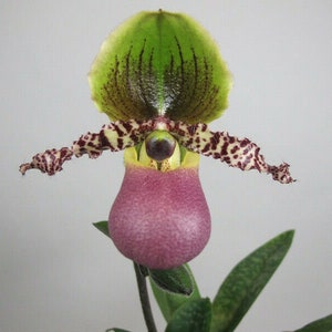 Paphiopedilum Pinocchio glaucophyllum ' Bear ' BM/TOGA x primulinum ' Bear' Free Heat Pad with order if needed . image 3