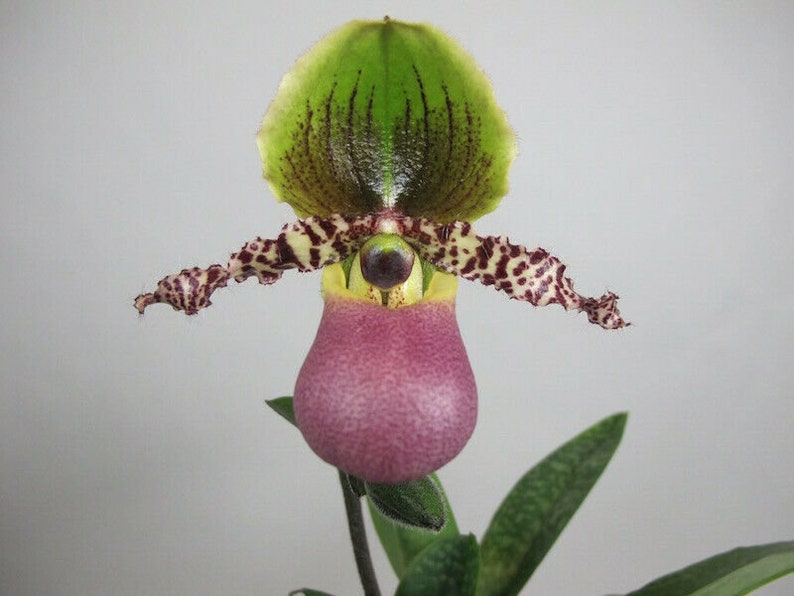 Paphiopedilum Pinocchio glaucophyllum ' Bear ' BM/TOGA x primulinum ' Bear' Free Heat Pad with order if needed . image 3