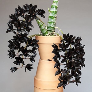 Black Orchids , Fragrant, Fdk. After Dark FCC/AOS . The orchids that  inspired Tom Ford's  Black Orchids Parfum. Free Heat Pad if needed.