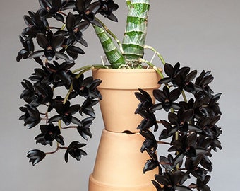 Black Orchids , Fragrant, Fdk. After Dark FCC/AOS . Free Heat Pad with order if needed .