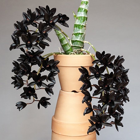 mmmy　orchid ブラック Orchid Gift Bundle* - Fredclarkeara After Dark 'SVO Black