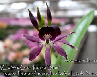 Puede incluir: Una flor de orquídea de color púrpura oscuro con una columna central blanca y amarilla, con pétalos y sépalos largos y delgados. Tres capullos oscuros cerrados se extienden hacia arriba. El texto en la imagen dice: MC2342 Grc. 'Indigo Blue' (Ency.cochleata x Guarechea MiVa Etoile Noire).