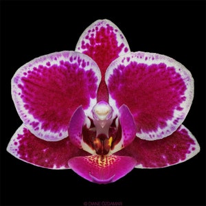 In spike. Rare. Rainbow Variegated Phalaenopsis Chia E Yenlin ' Variegata' , 8 leaf span .Mature Size Free Heat Pad with order. image 2