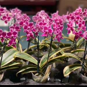 In spike. Rare. Rainbow Variegated Phalaenopsis Chia E Yenlin ' Variegata' , 8 leaf span .Mature Size Free Heat Pad with order. image 6