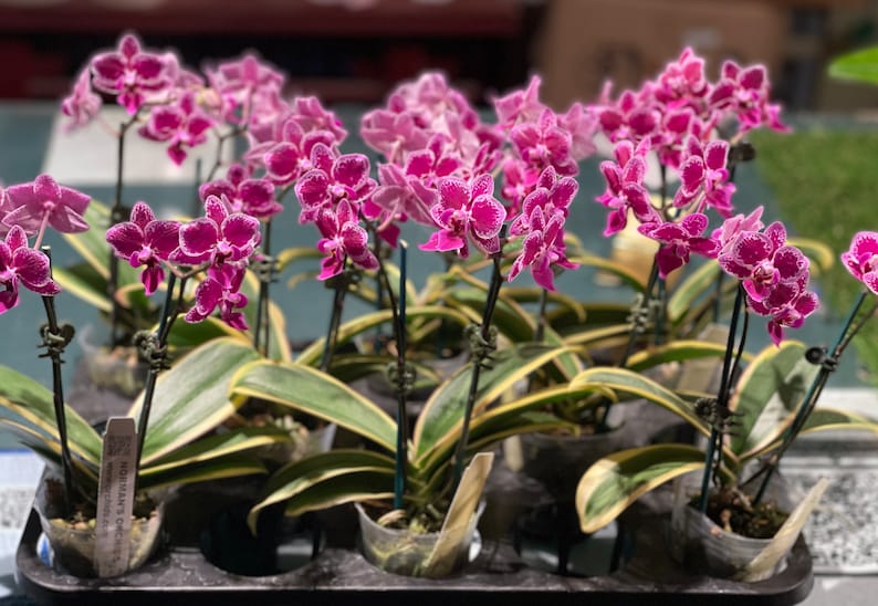 In spike. Rare. Rainbow Variegated Phalaenopsis Chia E Yenlin ' Variegata' , 8 leaf span .Mature Size Free Heat Pad with order. image 6