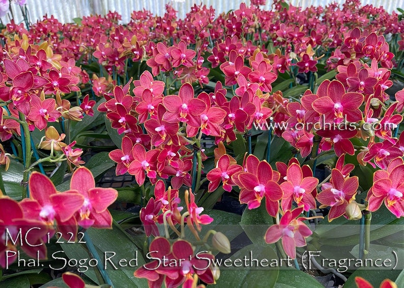 In pea size buds , Fragrant , Mini Red Phalaenopsis Sogo Red Star ' Sweetheart ' , Free Head Pad if needed . image 4