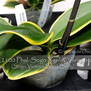 Rare Variegated Phalaenopsis Sogo Yenlin ' Variegata ' . Mature Plant Only . image 7