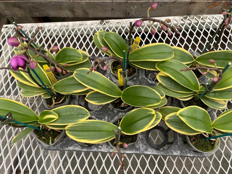 Rare Variegated Phalaenopsis Sogo Yenlin ' Variegata ' . Mature Plant Only . image 4