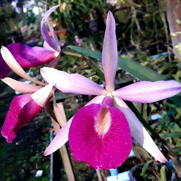 Bc. Yuan Nan Star War 'Sweetheart'  (Mem. Robert Strait x Wonder Star) - ( Bark Mixes ) Free Heat Pad with order.