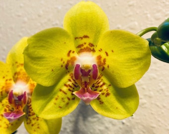 In spike. Fragrant , Novelty Yellow Phalaenopsis  Sogo Alania 'Solar Flare'  - Free Heat Pad with order.