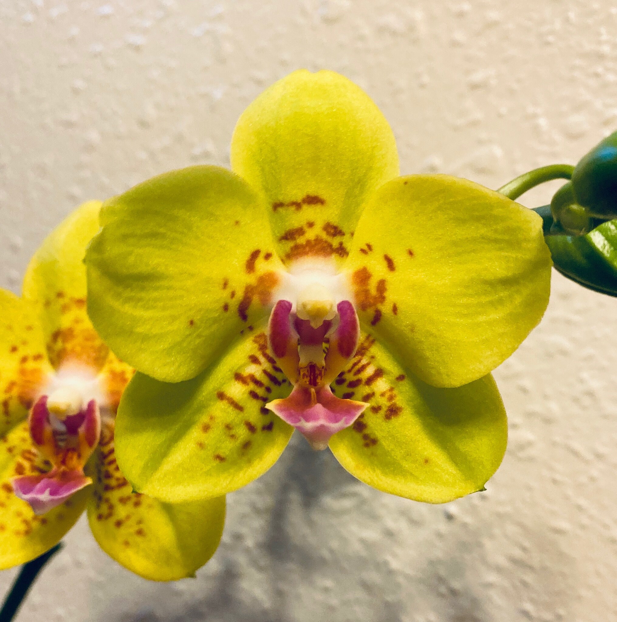 Fragrant. Novelty Yellow Phalaenopsis Sogo Alania 'solar Flare