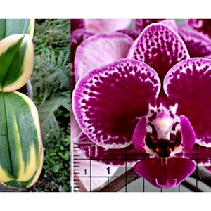 In spike. Rare. Rainbow Variegated Phalaenopsis Chia E Yenlin ' Variegata' , 8 leaf span .Mature Size Free Heat Pad with order. image 4