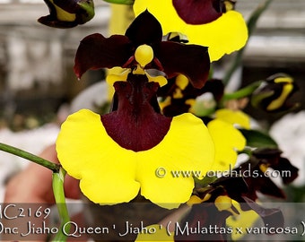 Gold Medal Winners. Onc. Jiaho Queen ' Jiaho ' FCC/AOS . Miniature Oncidium.  Bloom twice a year.