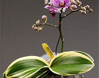 Variegated Orchids. Phal. Sogo Vivien 'Marginata' JC/AOS - Mature Size with 10-12 " leaves span in 3" moss pot.