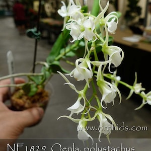 Fragrant , Madagascar Orchid Species . Oeoniella polystachys -   Easy grower in 3" pot . Free Heat Pad with Order .