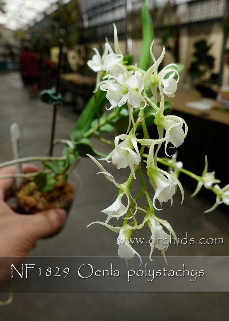 Fragrant , Madagascar Orchid Species . Oeoniella polystachys Easy grower in 3 pot . Near Mature Size . image 1