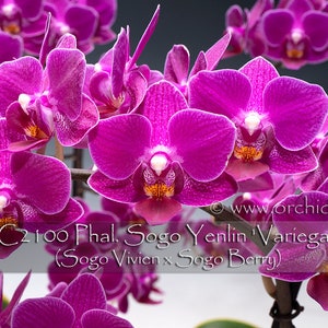 Rare Variegated Phalaenopsis Sogo Yenlin ' Variegata ' . Mature Plant Only . image 2