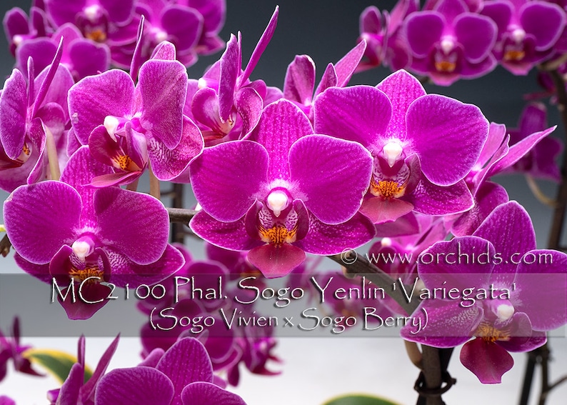 Rare Variegated Phalaenopsis Sogo Yenlin ' Variegata ' . Mature Plant Only . image 2