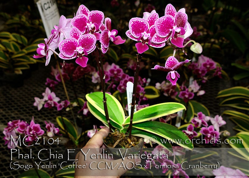 In spike. Rare. Rainbow Variegated Phalaenopsis Chia E Yenlin ' Variegata' , 8 leaf span .Mature Size Free Heat Pad with order. image 5