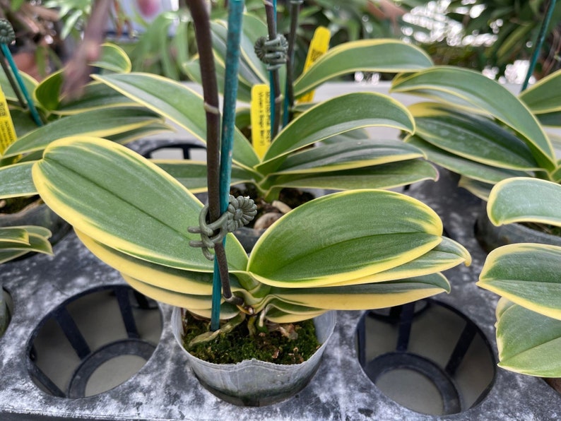 Rare Variegated Phalaenopsis Sogo Yenlin ' Variegata ' . Mature Plant Only . image 1
