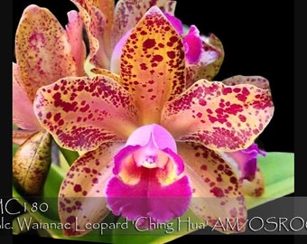 Fragrant, Mini Spotted Cattleya. Blc. Waianae Leopard 'Ching Hua- Fragrant