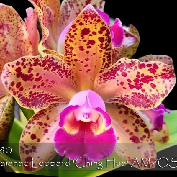 Fragrant, Mini Spotted Cattleya. Blc. Waianae Leopard 'Ching Hua- Fragrant