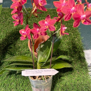 In pea size buds , Fragrant , Mini Red Phalaenopsis Sogo Red Star ' Sweetheart ' , Free Head Pad if needed . image 3