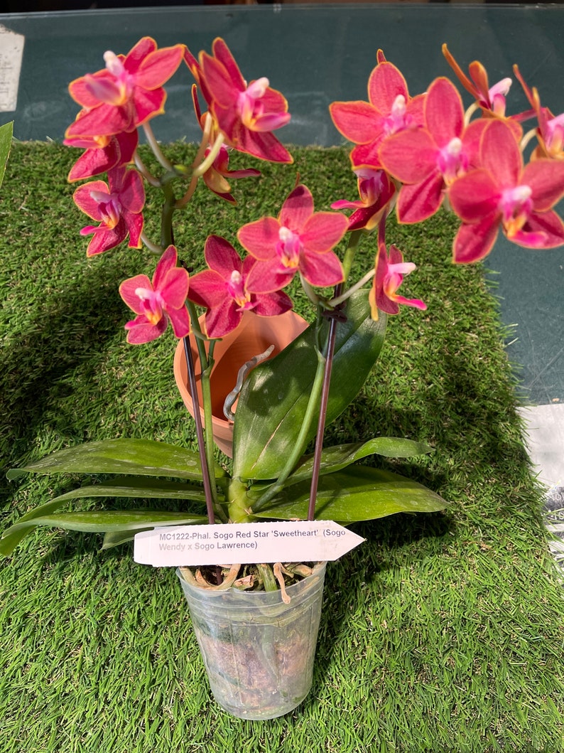 In pea size buds , Fragrant , Mini Red Phalaenopsis Sogo Red Star ' Sweetheart ' , Free Head Pad if needed . image 3