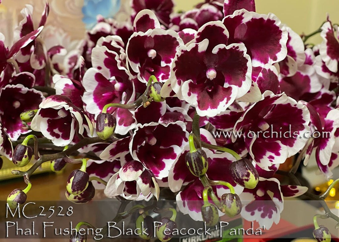 Rare Picotee Harlequin Phal. Fusheng Black Peacock 'panda