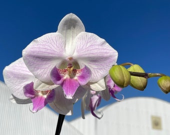New Big Lip Pastel Pink Stripes Phalaenopsis Linda Lee Earl 'Pink Butterfly' - Not In flower