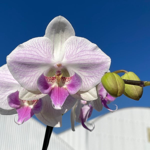 New Big Lip Pastel Pink Stripes Phalaenopsis Linda Lee Earl 'Pink Butterfly' - Not In flower