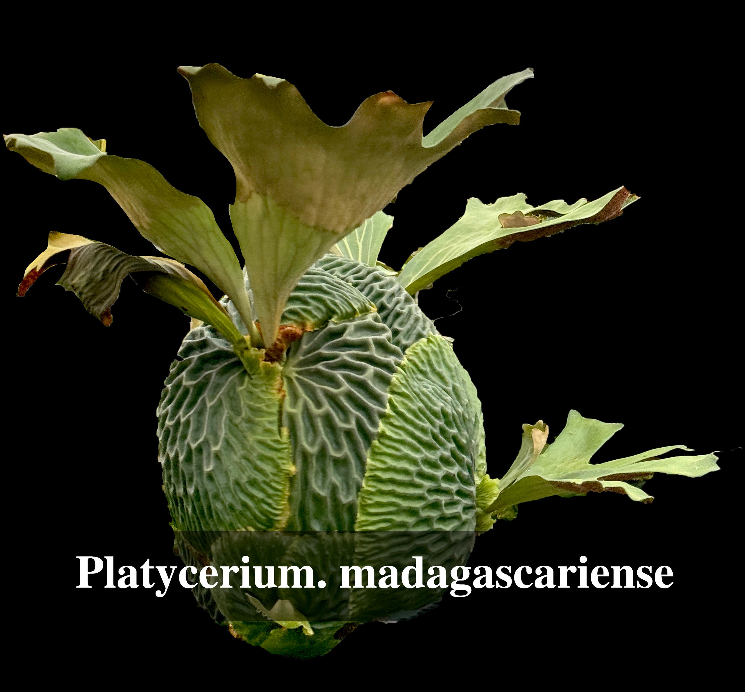 Rare. Platycerium. Madagascariense - Etsy