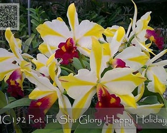 Fragrant, Striped Cattleya Pot. Fu Shu Glory 'Happy Holidays' Free Heat Pad with Order for cold area.