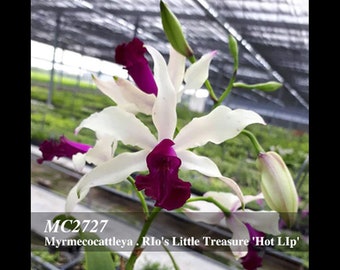 Myrmecocattleya RIo's Little Treasure 'Hot LIp'  - Heat tolerance Cattleya Intergenatic Hybrids.