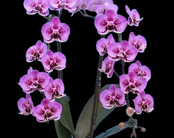 New Harlequin Novelty Phalaenopsis Raspberry Sobert 'Wendy' - Compact Grower. Free Heat Pad with order.