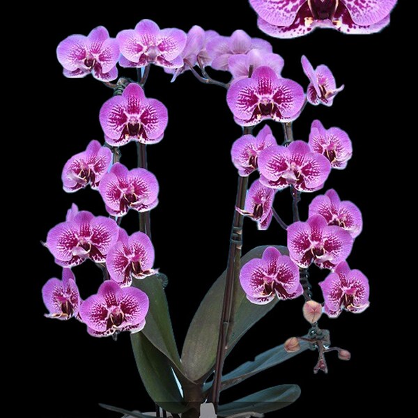 New Harlequin Novelty Phalaenopsis Raspberry Sobert 'Wendy' - Compact Grower. Free Heat Pad with order.