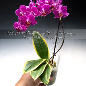 Rare Variegated Phalaenopsis Sogo Yenlin ' Variegata ' . Mature Plant Only . image 3