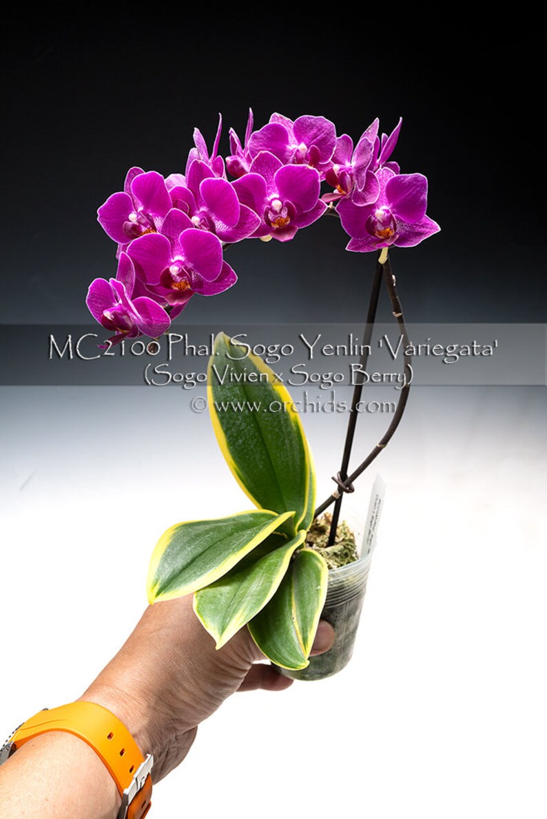 Rare Variegated Phalaenopsis Sogo Yenlin ' Variegata ' . Mature Plant Only . image 3
