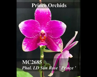 In spike  ! Fragrant . Novelty Phalaenopsis , Fragrant.   Phalaenopsis LD Sun Rose 'Prince' Free Heat Pad with order.