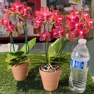 In pea size buds , Fragrant , Mini Red Phalaenopsis Sogo Red Star ' Sweetheart ' , Free Head Pad if needed . image 5