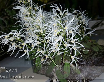 Mounted. Mini Dendrobium species from Australia. Dendroibum linguiforme .