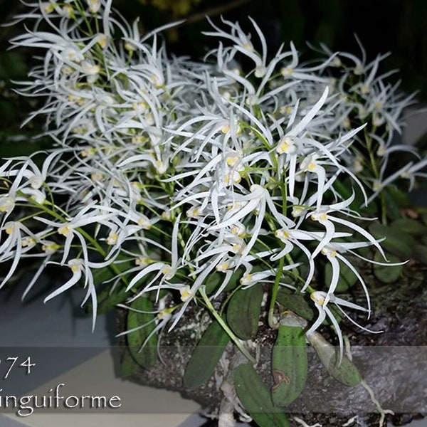 Mounted. Mini Dendrobium species from Australia. Dendroibum linguiforme .