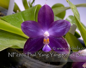 Fragrant , Blue Novelty Phalaenopsis  YangYang Reflex Blue . Mature Plant with 8"-10" leaf span in 3" moss pt. Sesquential Bloomer.