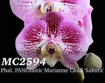 Phal FANGtastic Marianne Ciola 'Sakura ' - Mature Size with 9-12" leaf span in 3" moss pot. Free heat pad with order if needed.