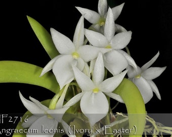 Rare, Fragrant. Angraecum leonis Angcm. leonis . Madagascar Orchid species.  Mature Size in 3" pot. Free Heat Pad with winter order.